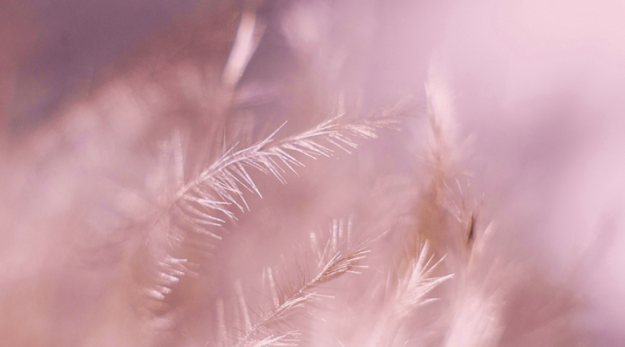 evie-s-Sw7f58YJbc0-unsplash-1-2.png